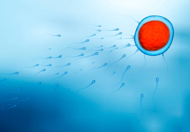 精子が活動するのは魂がいるから。受精・卵割も同じ理由。